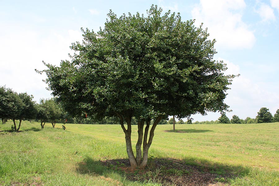 Tree form burford holly