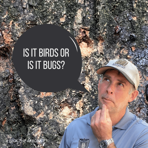 Birds or Bugs