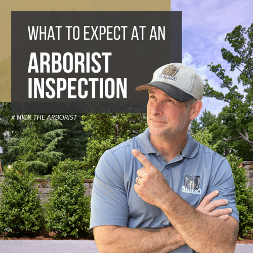 Image of Nick the Arborist