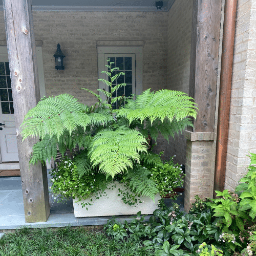 Australian Tree Fern