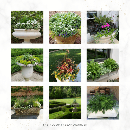 Container Planting Inspiration