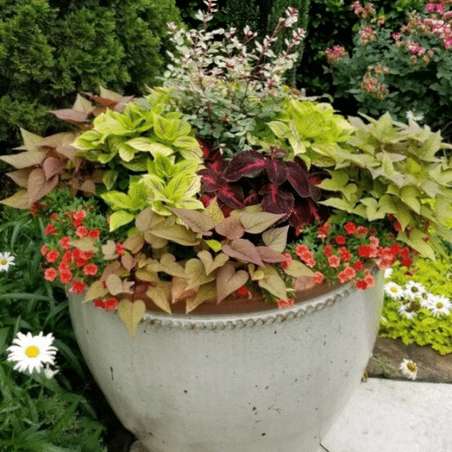 Large planter full of bright green, light green and red plants and flowers