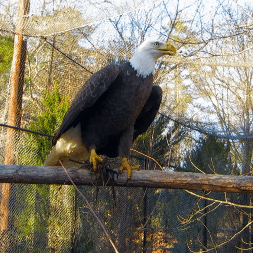 Bald Eagle perched on large wood pole