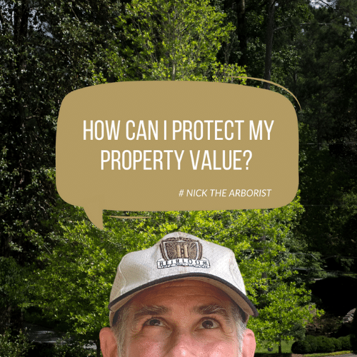 Nick the Arborist with speech bubble saying How Can I Protect My Property Value