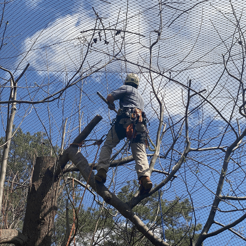 Arborist working on dying tree