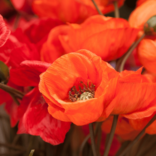 close-up view of orange-red poppies