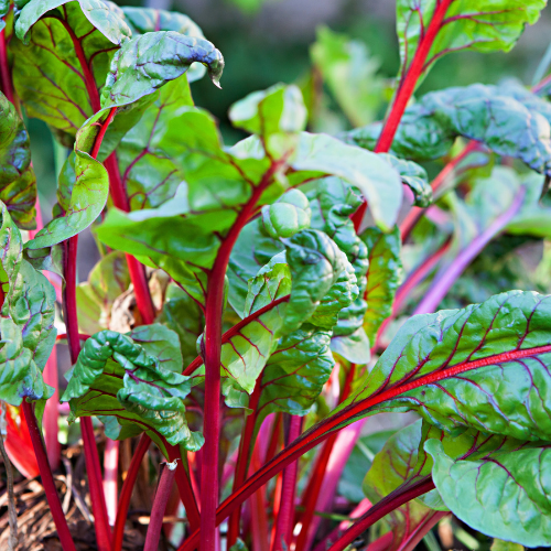 Swiss chard leaves with red stems