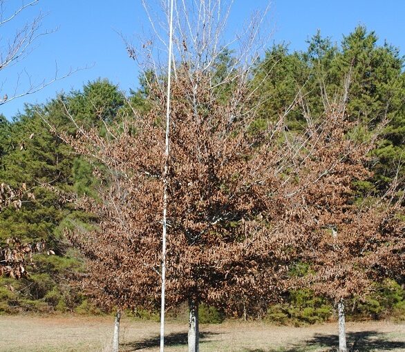 A tree with brown leaves and a bare upper section stands in a grassy area next to a tall white pole, with green pine trees and a clear blue sky in the background.