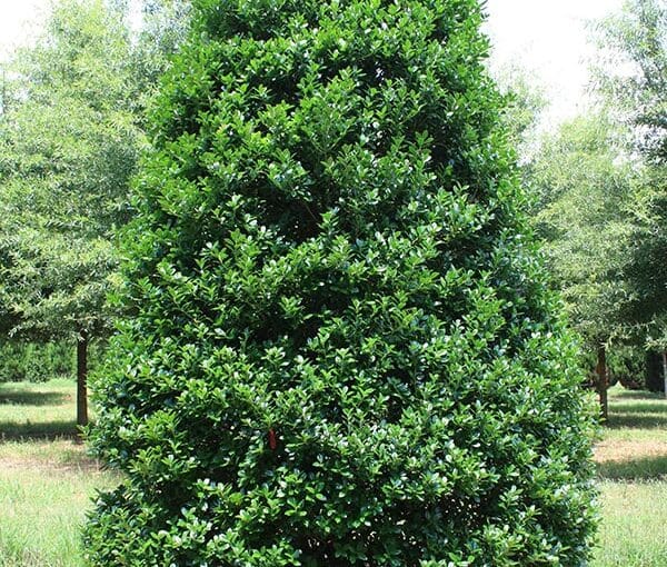A cone-shaped, lush green holly tree stands in a grassy field with other trees in the background under bright daylight.