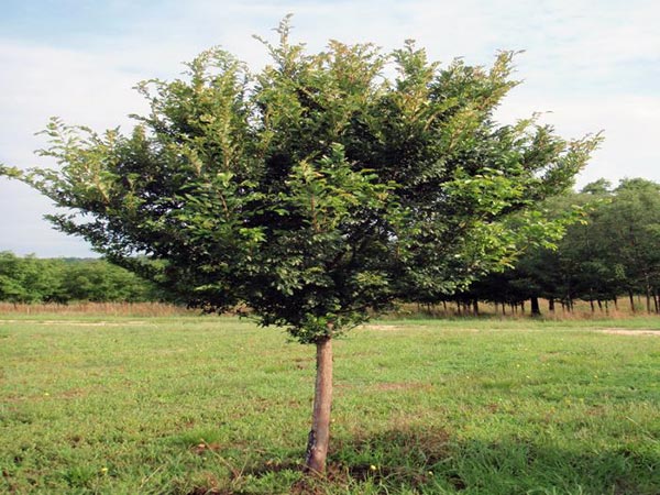 A small deciduous tree with a single trunk and dense, green foliage growing in an open grassy field under a partly cloudy sky.