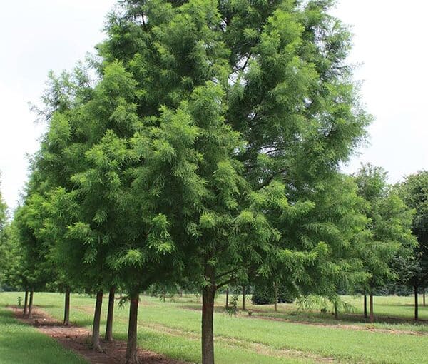 A row of tall, lush green trees with conical shapes stands on grassy ground, with patches of dirt around their trunks under a bright, slightly cloudy sky.