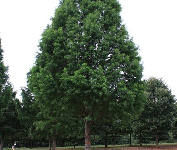 A tall, conical tree with dense green foliage and a straight trunk stands in a grassy field, with several similar trees visible in the background under a bright, overcast sky.