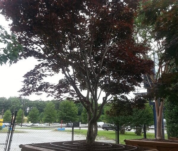 A tall tree with dark red leaves growing in a large, wooden, rectangular planter outdoors near a fence and parking lot on a cloudy day.