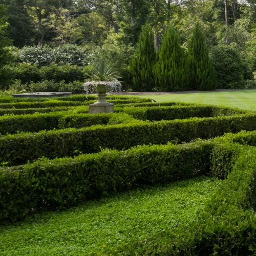 boxwood post 2