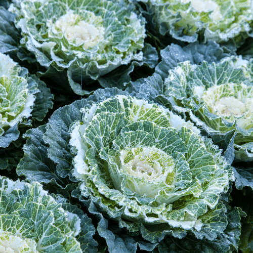 ornamental cabbage plants with light and dark green leaves