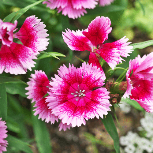 Light and dark pink dianthus flowers with frilled margins