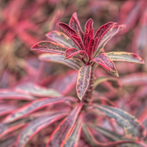 Variegated red, yellow, and green euphorbia plant