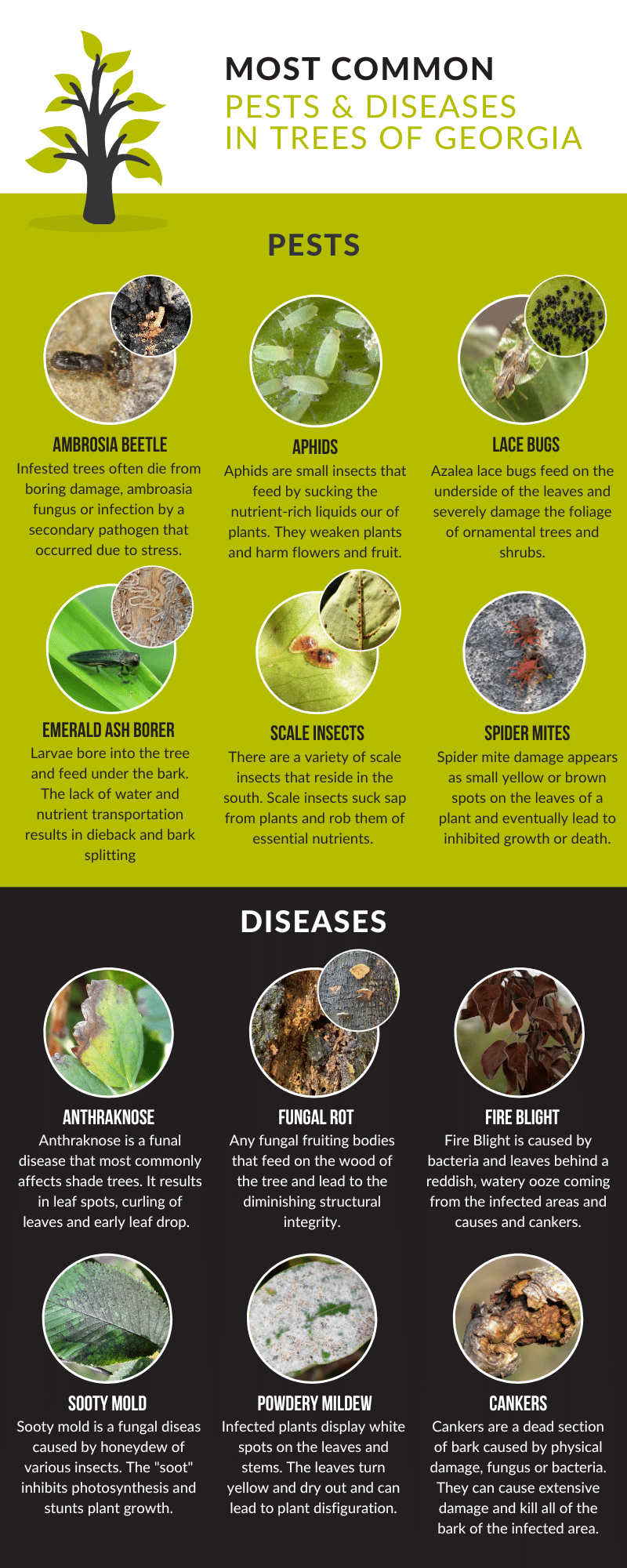 Most Common Pests and Diseases