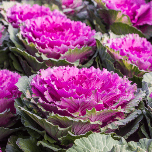ornamental kale plants with bright pinkish-purple leaves
