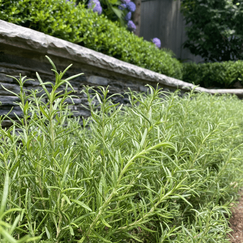 Rosemary plant
