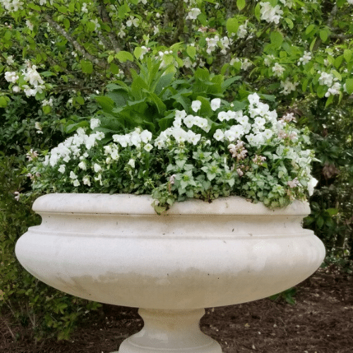 Potted plant white flowers