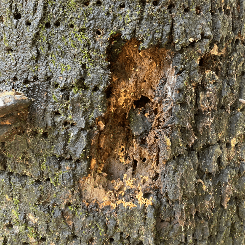 treerot