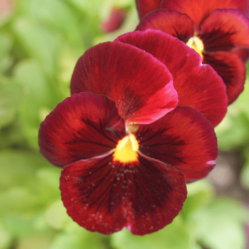 dark red viola flower