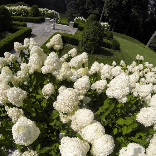 white conical flowers of limelight hydrangea