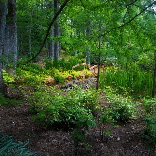 Wooded garden with variety of shade loving plants