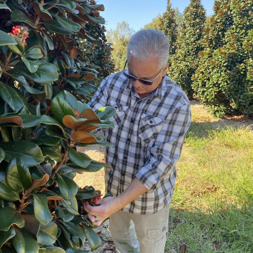 Owner, Michael Jackson studying the foliage on a specimen tree while sourcing plant materials from a tree farm.