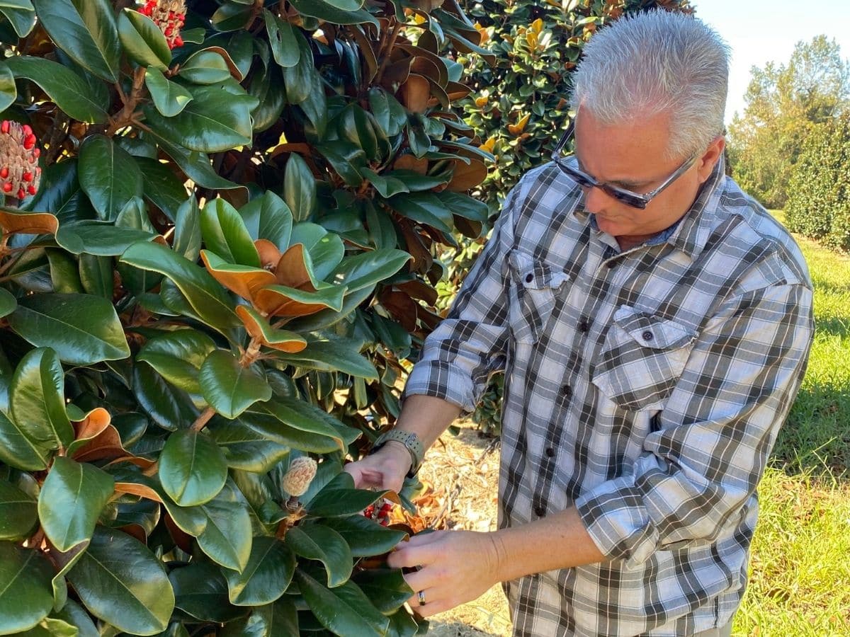 The owner, Michael, walks a tree farm to hand select inventory for our tree selection.
